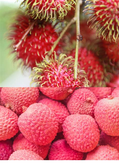 Rambutan Vs. Lychee: Fruit, Smell, Taste, and More - Foodsalternative