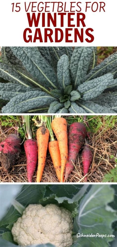 15 No-Fuss Plants for the Fall and Winter Vegetable Garden - SchneiderPeeps