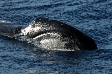 Bowhead Whale (Balaena mysticetus) | WWF-Canada