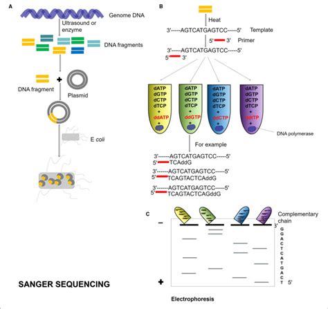 | Sanger sequencing process. (A) Genome DNA is cut into different DNA ...