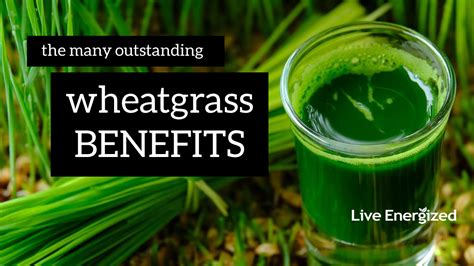 Wheatgrass Benefits: How to Use Wheatgrass Every Day