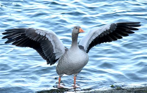 Gray goose wings open near shore HD wallpaper | Wallpaper Flare