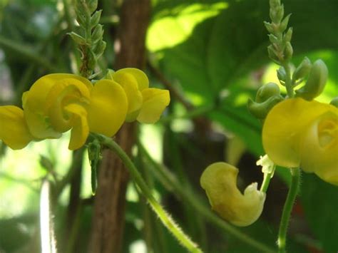 Dolichos biflorus Yellow hyacinth Beanpea vine Seeds | Etsy