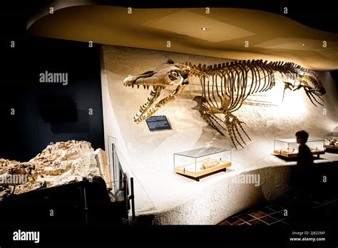 View of boy walking past a mounted Mosasaurus fossil at the Natural History Museum in Maastricht ...