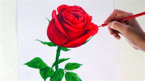 Bài Viết 67 Steps To Draw A Rose Update - Countrymusicstop.com