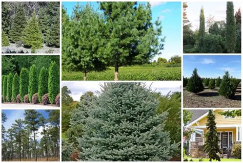 10 Evergreen Trees for USDA Zone 6 Yards & Landscapes