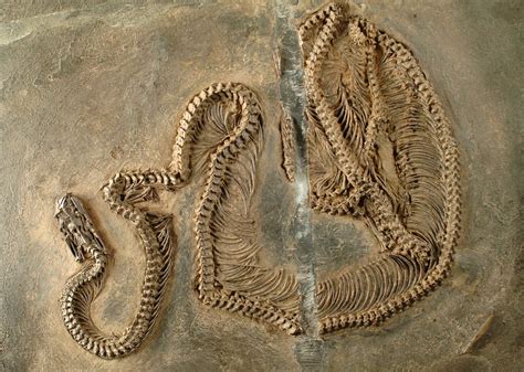 eⱱoɩᴜtіoпагу Mystery Solved: Ancient Snakes Could ѕрot ргeу in Darkness - Media News 48