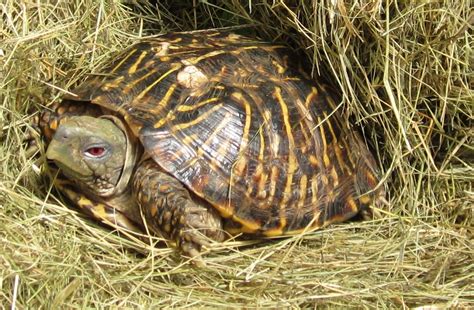 Desert Box Turtle (Terrapene ornata luteola) - All Turtles