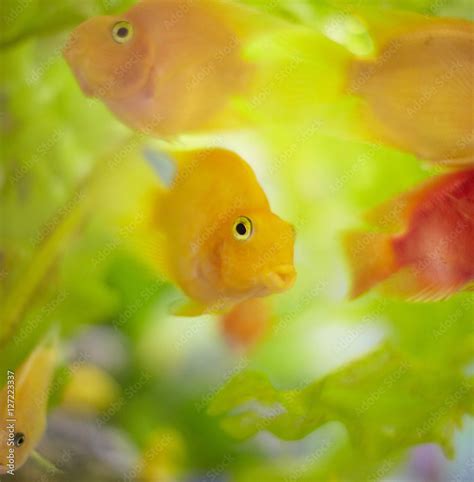 Goldfish in aquarium Stock Photo | Adobe Stock