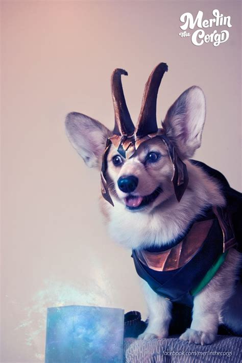 65 best images about Corgis in Costumes! on Pinterest | Arizona cactus ...