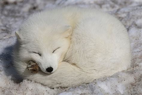 Cute Baby Arctic Fox Sleeping