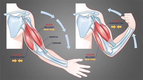 Triceps vs Biceps: What's the Difference? - Inspire US