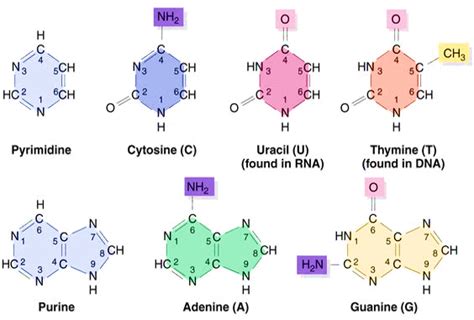 What are two types of nitrogenous bases found in nucleic acids? | Socratic