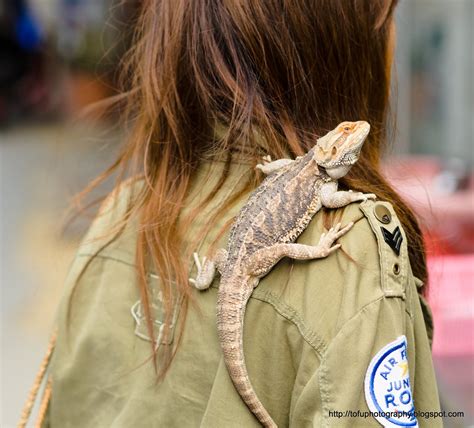 Tofu Photography: Pet lizard