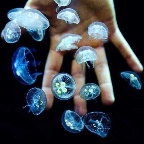 Moon jellyfish babies! - 9buz