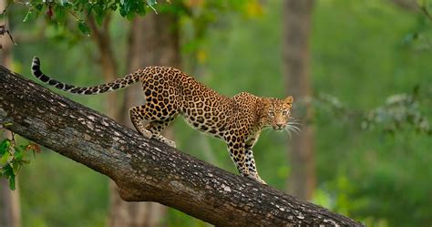 Free photo: Leopard on Tree - Spotting, Outdoors, Park - Free Download - Jooinn