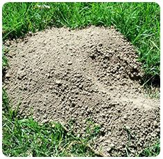 Mole And Gopher Information | Cinch Traps | The Best Mole & Gopher Trap