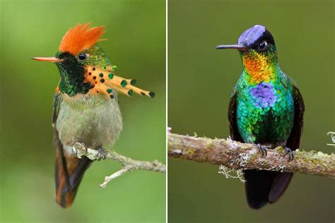 Hummingbirds may be the world's most colourful birds | 15 Minute News