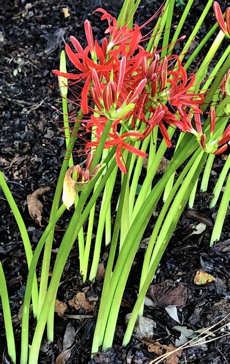 Lycoris radiata (Equinox Flower, Hurricane Lily, Naked Lily, Red Magic ...