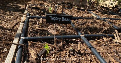 How to Grow Tepary Beans - Growing In The Garden