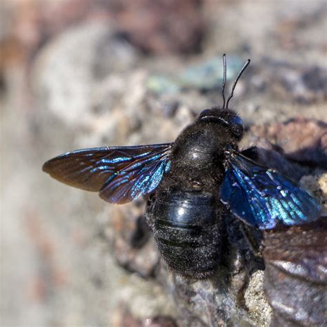 Five Fascinating Facts about Carpenter Bees · ExtermPRO