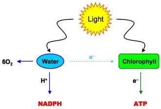 # 102 The light-dependent reactions, Photophosphorilation | Biology Notes for A level