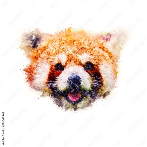 Red panda Watercolor painting Art Stock Illustration | Adobe Stock