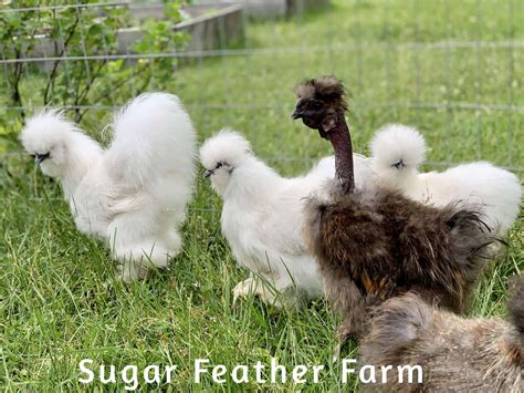 Silkie Chicken - The Ultimate Lap Pet