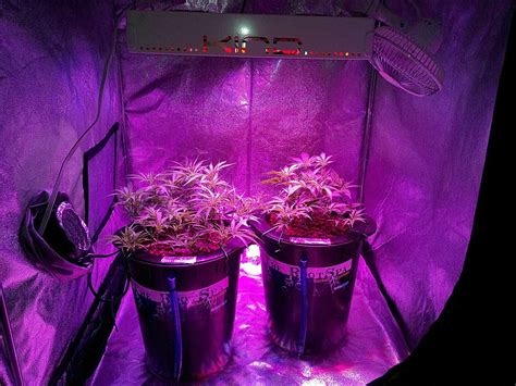 Which LED Grow Lights Are Best for Growing Cannabis? | Grow Weed Easy