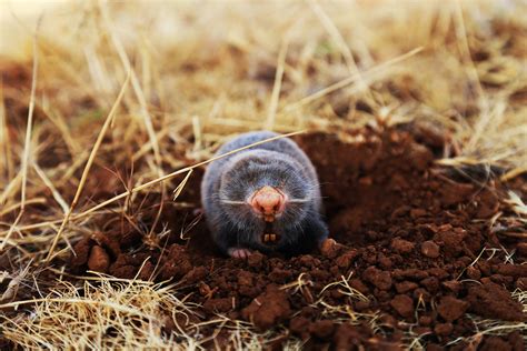 Moles & Voles Removal - Gray Brothers Wildlife LLC