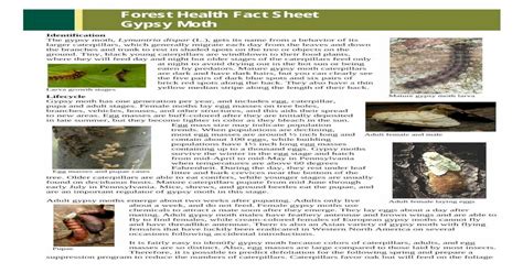 Forest Health Fact Sheet Gypsy Moth Identification Health Fact Sheet. Gypsy Moth ...