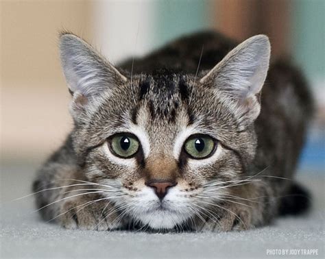 Pet of the Week: Tabby Cat