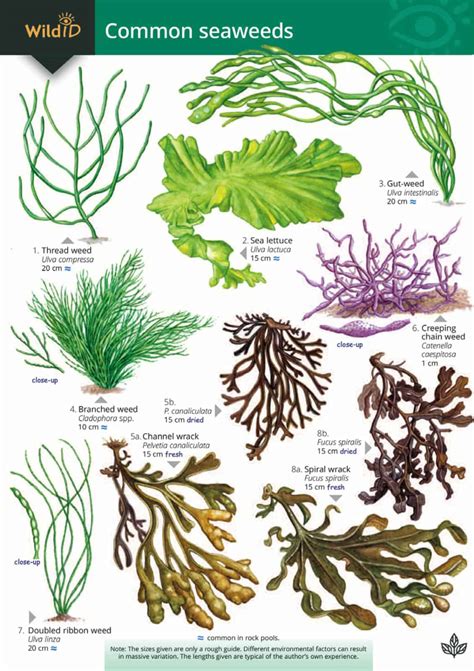 Seaweed Types | ubicaciondepersonas.cdmx.gob.mx