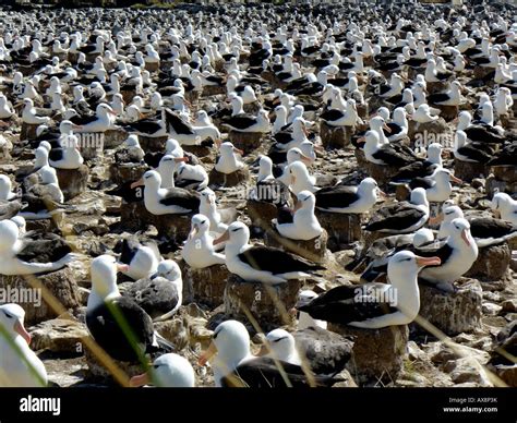 large group of nesting albatross Stock Photo - Alamy