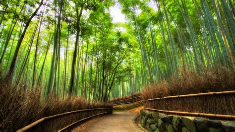 Bamboo forest MacBook Air Wallpaper Download | AllMacWallpaper