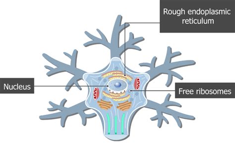 Neuron Cell Body - structure, functions and diagram | GetBodySmart