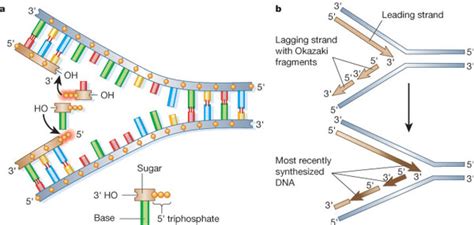 The major replication events in a prokaryotic cell | Learn Science at ...