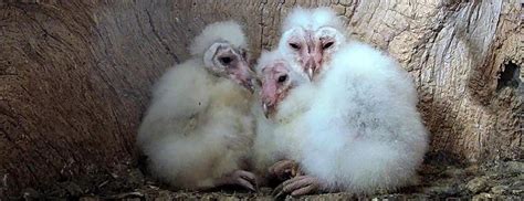 News | Vote to name the barn owl chicks - Wildlife Artist Robert E Fuller