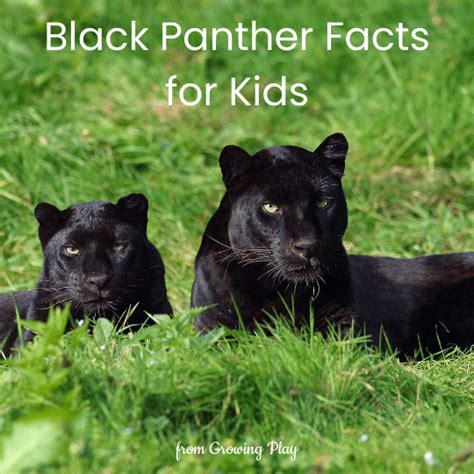 Black Panther Facts for Kids - Growing Play