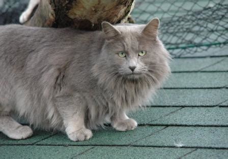 Nebelung Cats - Breed Profile and Facts