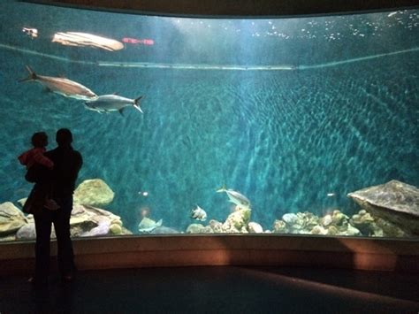 National Mississippi River Museum & Aquarium - Dubuque, IA - Kid fr... - Trekaroo