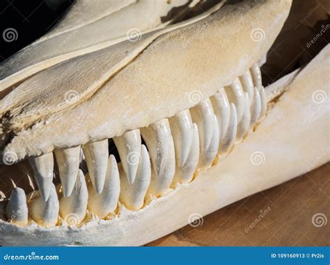 Killer whale skull stock image. Image of front, anatomy - 109160913