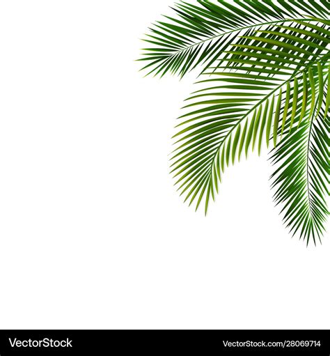 Border with palm leaf isolated Royalty Free Vector Image