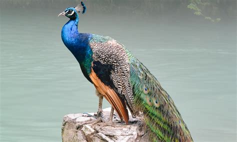 Peacock Symbolism: Non secular Which means & What It Means To See Them - Doctor Woao