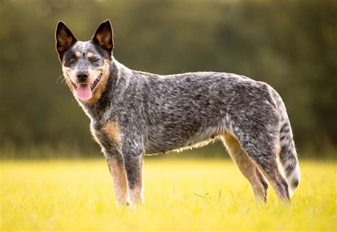 Red And Blue Heeler Mix Puppies