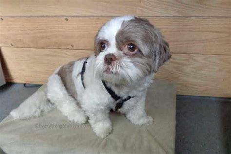 Maltese Shih Tzu Puppy Haircut - Just Call Me