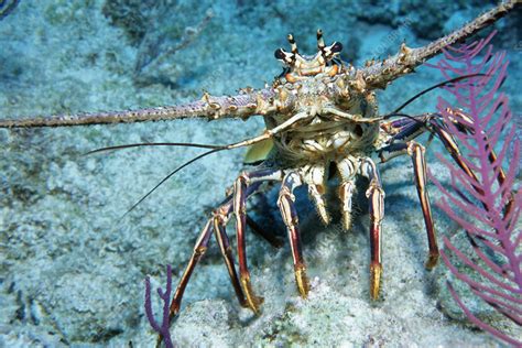 Caribbean spiny lobster - Stock Image - F031/9986 - Science Photo Library