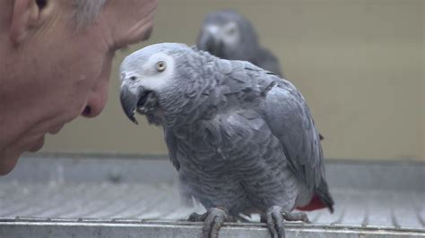 Lincolnshire Wildlife Park's foul-mouthed parrots teach other birds to swear | ITV News Calendar