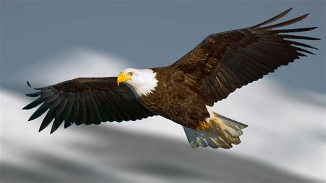 Eagle Wallpapers • TrumpWallpapers