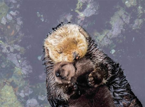 Otter-ly adorable! Baby Sea Otter Falls Asleep On It's Floating Mother's Belly